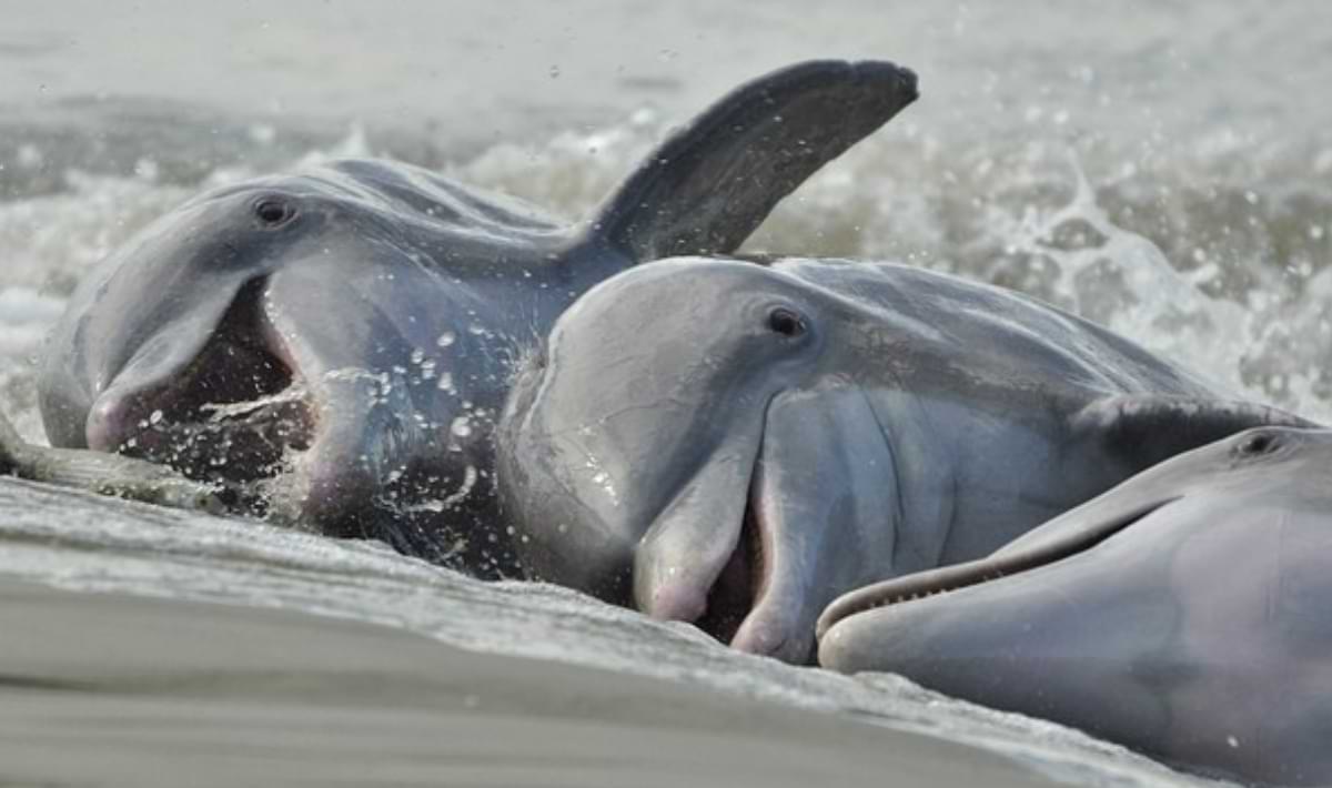 Don't Miss This Unique Natural Spectacle at Captain Sam's Inlet